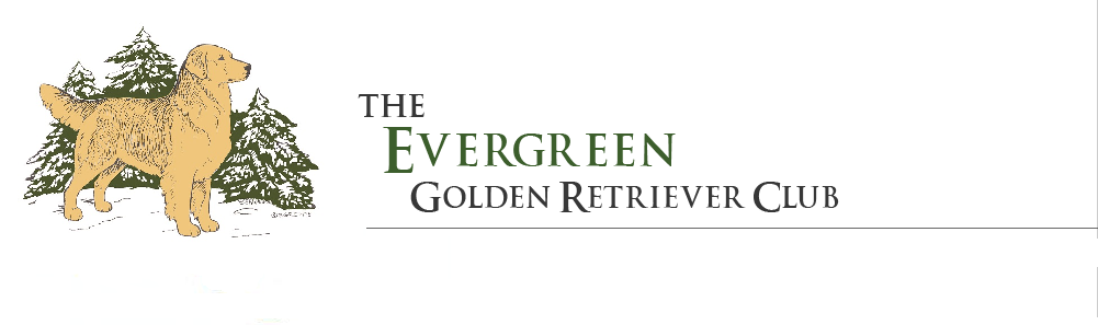 evergreen golden retriever club